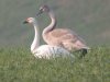 Bewick's Swan at Barling Marsh (Steve Arlow) (54498 bytes)